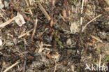 Black-backed meadow ant (Formica pratensis)