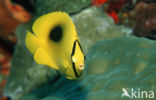 Mirror butterflyfish (Chaetodon speculum)