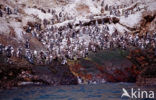 Zwartvoetpinguin (Spheniscus demersus) 