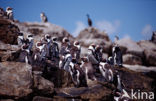 Zwartvoetpinguin (Spheniscus demersus) 