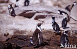 Zwartvoetpinguin (Spheniscus demersus) 