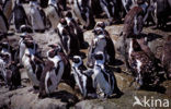 Zwartvoetpinguin (Spheniscus demersus) 