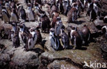 Zwartvoetpinguin (Spheniscus demersus) 