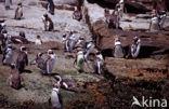 Zwartvoetpinguin (Spheniscus demersus) 