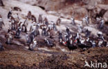 Zwartvoetpinguin (Spheniscus demersus) 