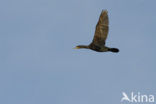 Aalscholver (Phalacrocorax carbo)