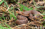 Common Viper (Vipera berus)