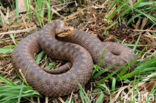 Common Viper (Vipera berus)