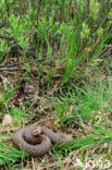 Common Viper (Vipera berus)