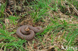 Common Viper (Vipera berus)