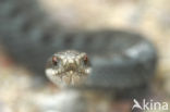 Common Viper (Vipera berus)