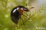 Agathidium varians