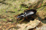 Agonum livens