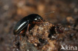 Amara familiaris