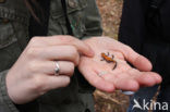 Alpenwatersalamander