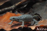 Alpine Newt (Ichthyosaura alpestris)