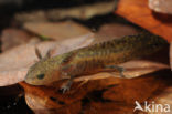 Alpenwatersalamander