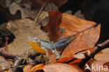 Alpenwatersalamander