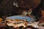 Alpenwatersalamander