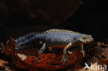 Alpenwatersalamander