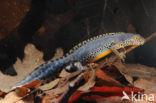 Alpine Newt (Ichthyosaura alpestris)