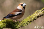 Appelvink (Coccothraustes coccothraustes)