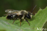 Asbij (Andrena cineraria)