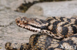 Aspisadder (Vipera aspis)