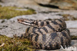 Aspisadder (Vipera aspis)