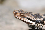 Aspisadder (Vipera aspis)