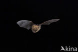 Whiskered Bat (Myotis mystacinus)