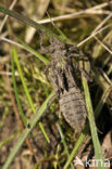 Beekrombout (Gomphus vulgatissimus) 