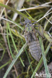 Beekrombout (Gomphus vulgatissimus) 