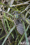 Beekrombout (Gomphus vulgatissimus) 