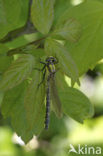 Beekrombout (Gomphus vulgatissimus) 