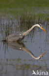 Blauwe Reiger (Ardea cinerea)