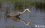 Blauwe Reiger (Ardea cinerea)