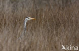 Blauwe Reiger (Ardea cinerea)