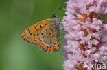 Blauwe vuurvlinder (Lycaena helle)