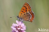 Blauwe vuurvlinder (Lycaena helle)