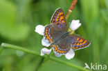 Blauwe vuurvlinder (Lycaena helle)