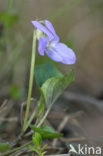 Bleeksporig bosviooltje (Viola riviniana)