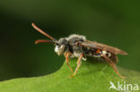 Bleekvlekwespbij (Nomada alboguttata)