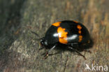 Darkling beetle (Diaperis boleti)