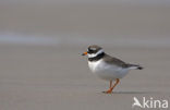 Bontbekplevier (Charadrius hiaticula)