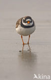 Bontbekplevier (Charadrius hiaticula)