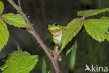 Boomkikker (Hyla crucifer)