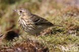 Tree Pipit (Anthus trivialis)