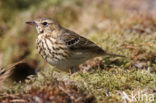 Tree Pipit (Anthus trivialis)