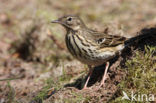 Tree Pipit (Anthus trivialis)